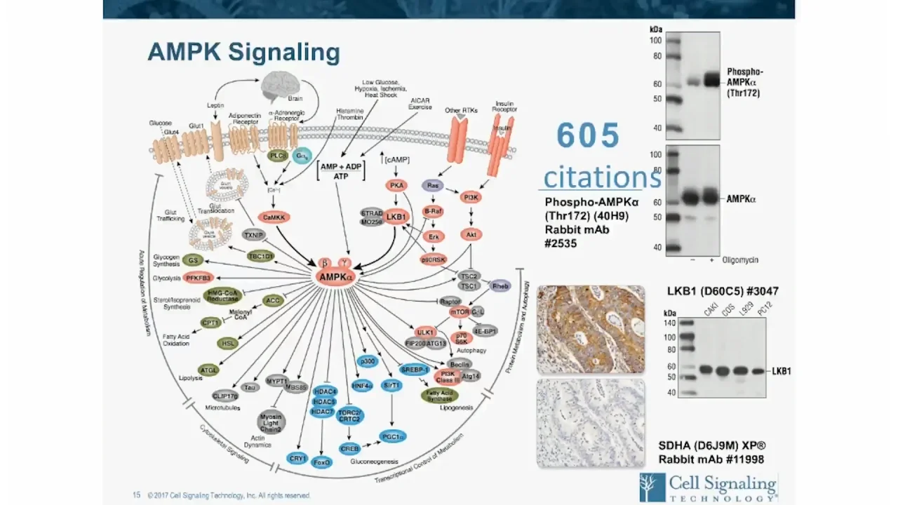 细胞代谢相关信号通路概览 重要靶点和研究案例分享 Cell Signaling Technology