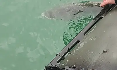 Mastic Видео отчет 0
