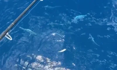 North Miami Report Video 0