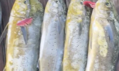 San Diego Report Video 0