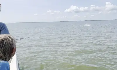 Sharks! Sharks! Sharks!!!