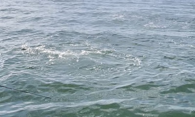Patrick will put you on fish!