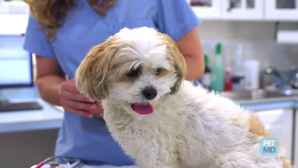 Dog shop enema petsmart