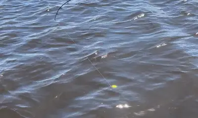South Bay Report Video 0