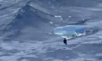 Haleiwa Report Video 0