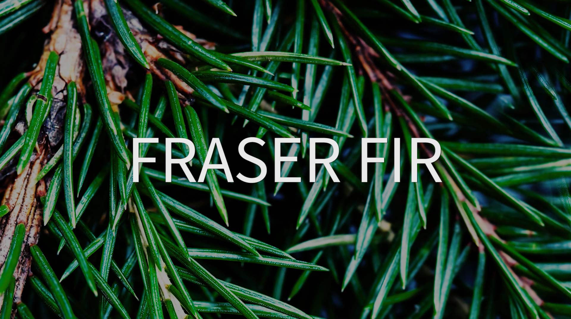 Frasier Fir fragrance oil – Pure Essential Supply, Inc.