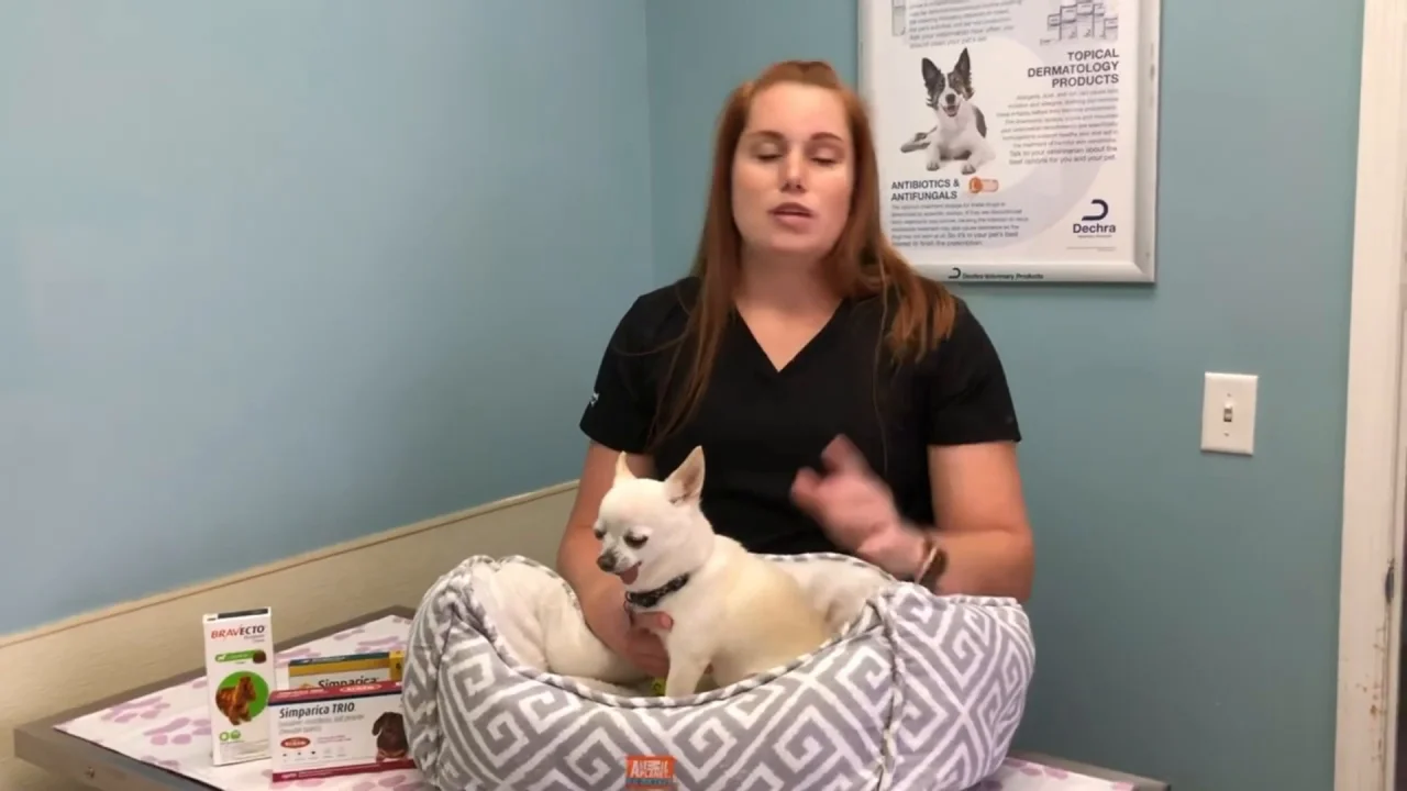 Is There A Flea And Tick Shot For Dogs