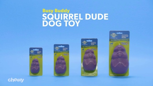 Busy Buddy- The Squirrel Dude in Interactive Games & Toys