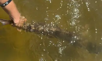 Punta Gorda Report Video 0