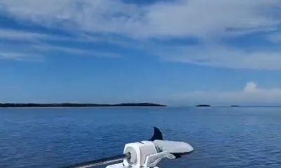 Amazing Scalloping Trip