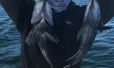 Falmouth Report Video 0