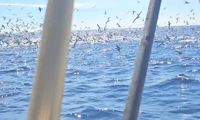 Azores Report Video 1