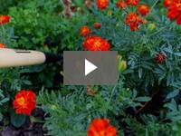 Video for Precise Garden Hoe