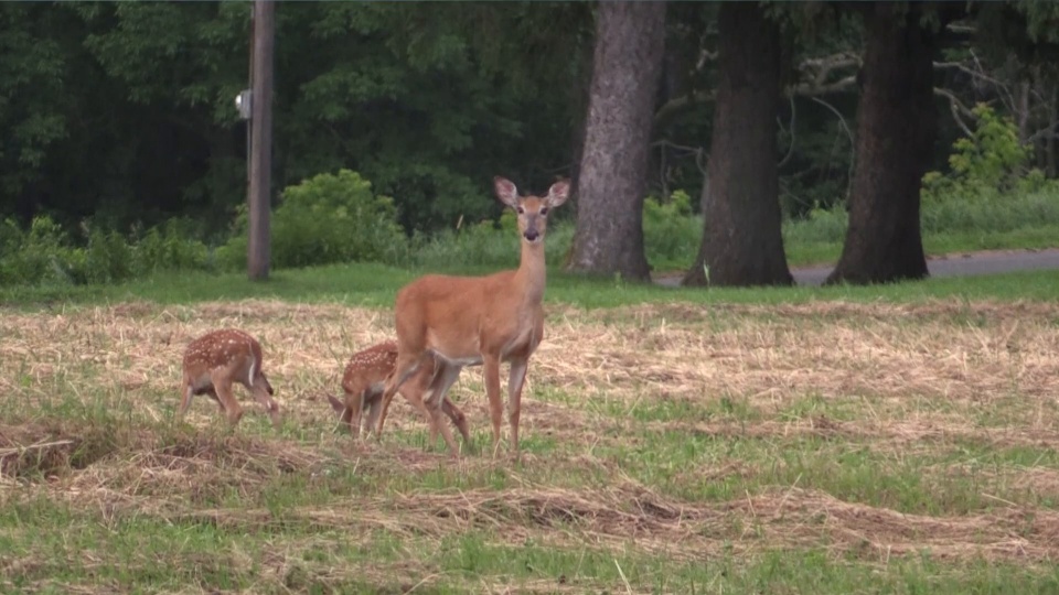 Food Plot Deer Pattern Creations