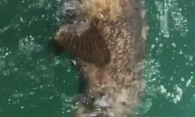 Islamorada Report Video 0