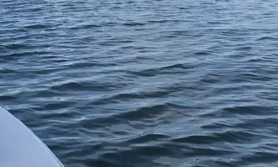 Venice Report Video 0