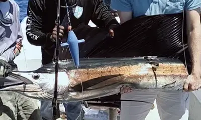 Mombasa Report Video 0