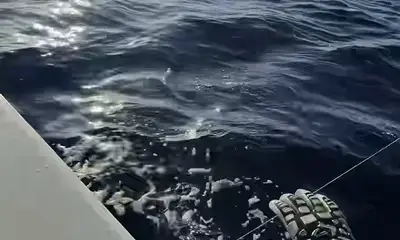 Caught a variety!
