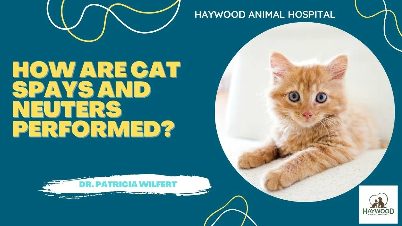 Cat Spaying and Neutering - Learning More About Cat Spaying and 