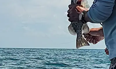 Getting amazing bites 