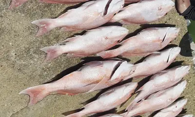 Port Isabel Видео отчет 1