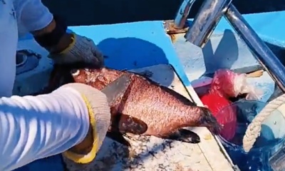 Puerto Vallarta Verslag Video 2