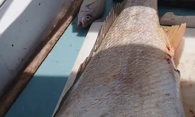 Mexico Video Report 1