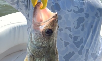 Great Day caught are limit and Captain Mike is the Greatest 