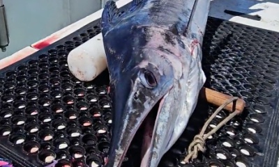 Haleiwa Report Video 0