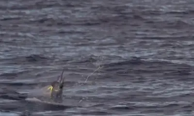 Kailua-Kona Report Video 0