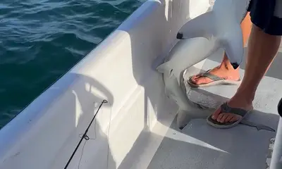 Great time catching sharks!