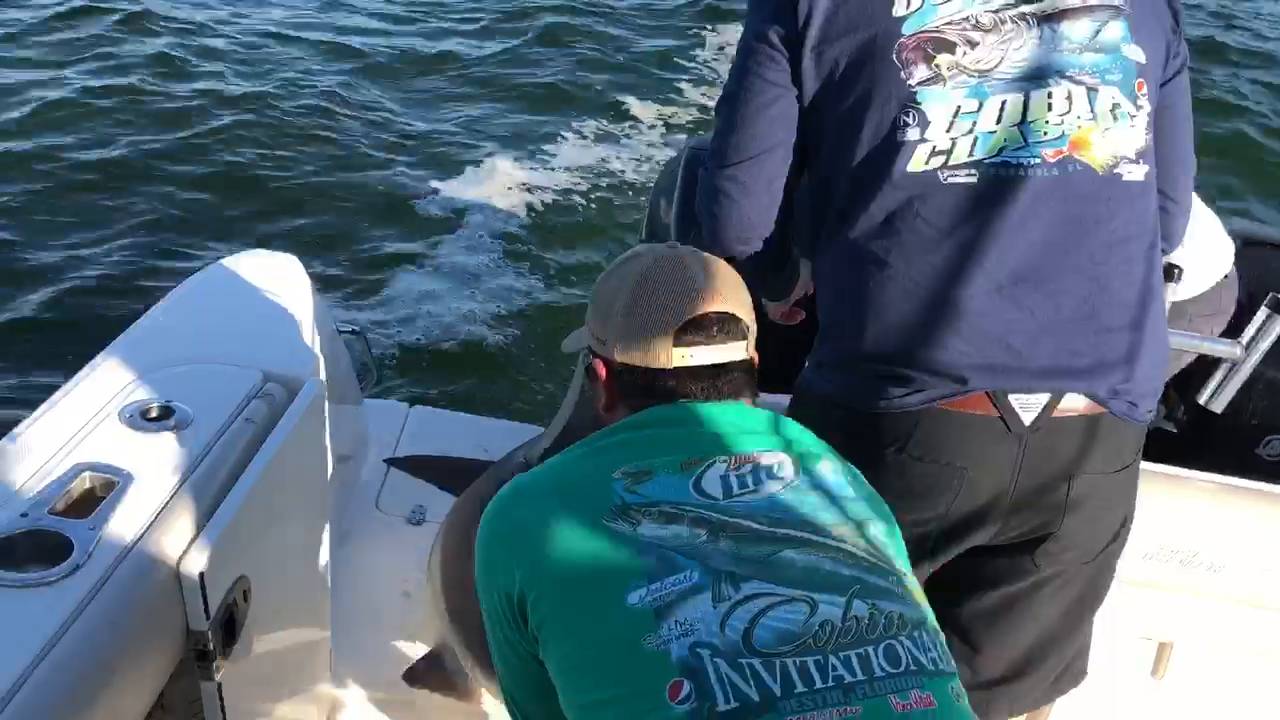 Shark attack! Pensacola Beach Fishing Report FishingBooker