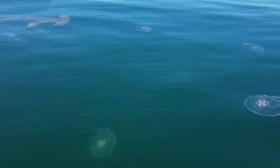 Fort Morgan Report Video 0