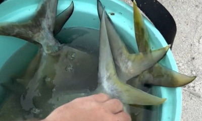 Santa Rosa Beach Report Video 0