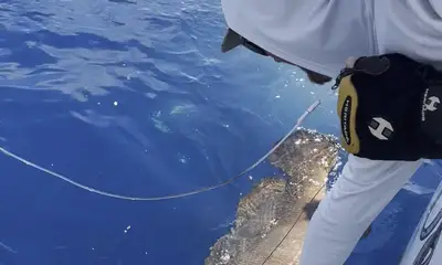 Singer Island Report Video 1