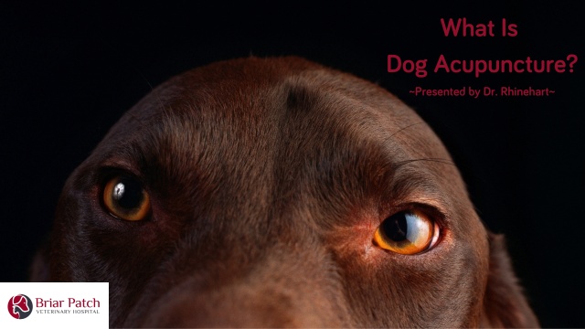 can acupuncture help allergies in dogs