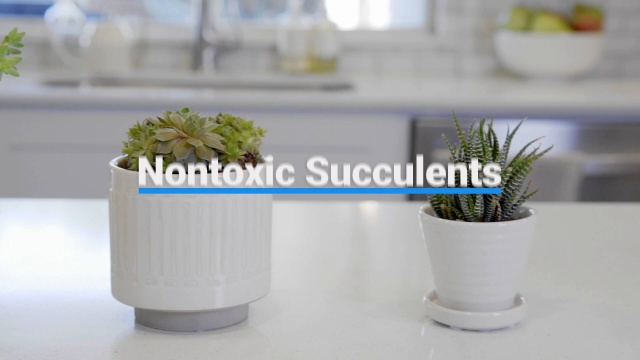 Are Succulents Poisonous To Cats And Dogs