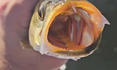 2\/3 OF A TAMPA GRAND SLAM