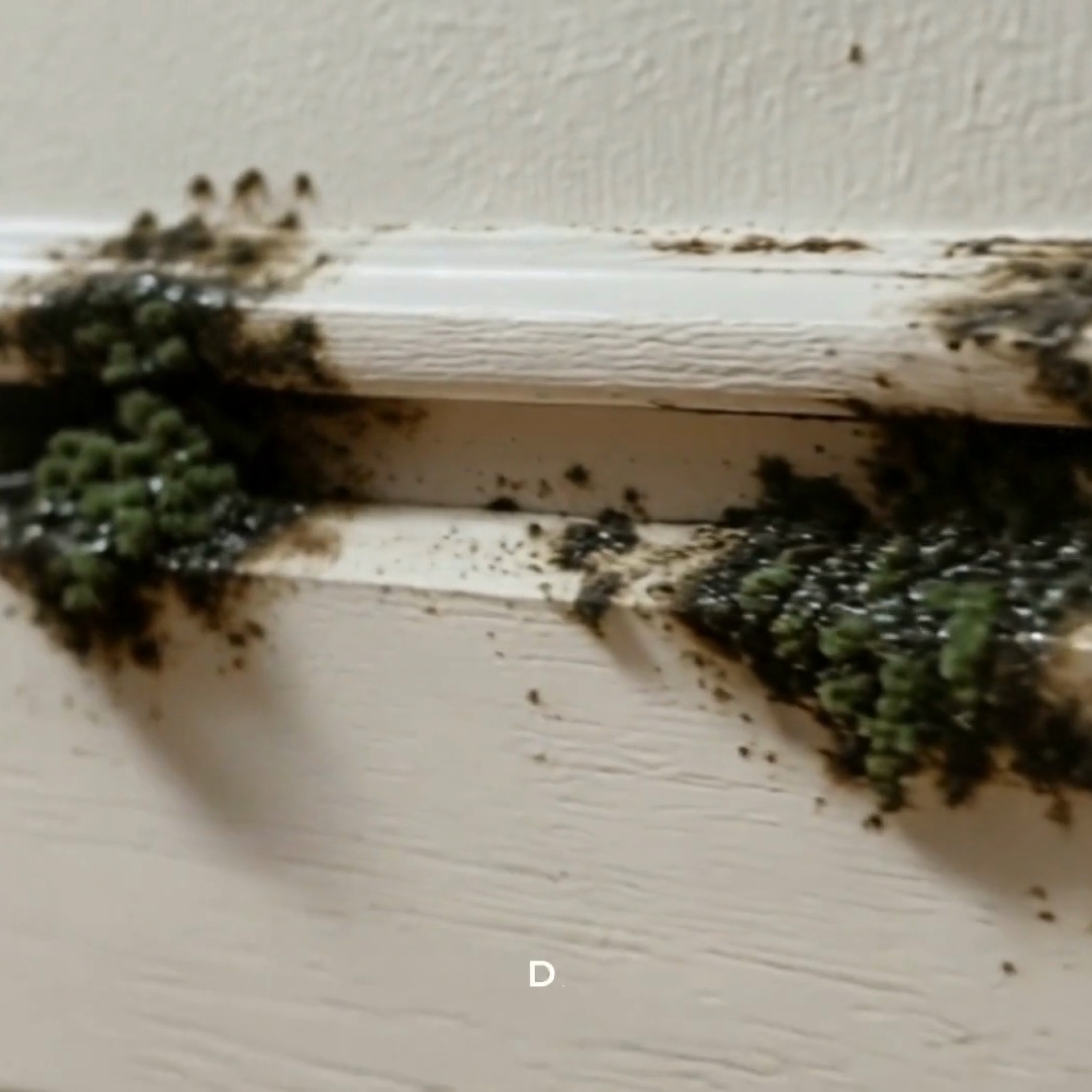 Prevent Mold After a Winter Leak