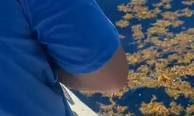 Playa Del Carmen Verslag Video 0