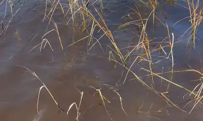 Jacksonville Report Video 0