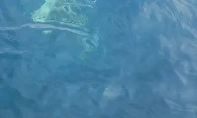 Captain  David top man