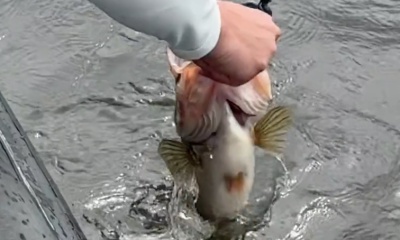 South Bay Report Video 0