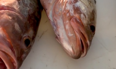 Englewood Report Video 0