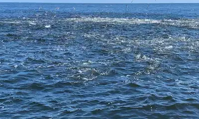 Clearwater Report Video 0