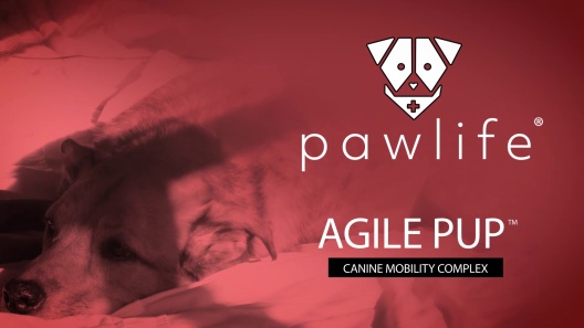 Play Video: Learn More About Pawlife From Our Team of Experts