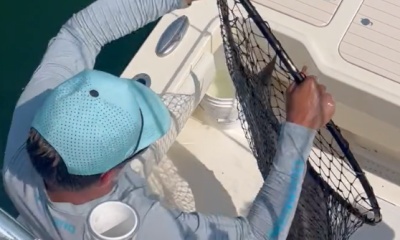 Cobia!!