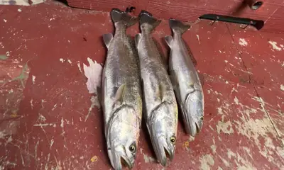 San Antonio Bay Report Video 1