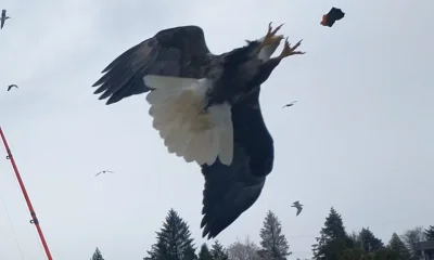 Ucluelet Report Video 0