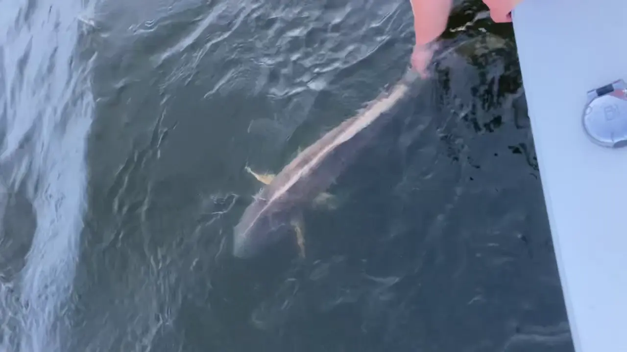 Business Card: Pamlico&Neuse Bull Redfish